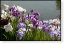 japanse tuin belgie hasselt koivissen gele Iris ensata koi Cyprinus carpio lente bloesem kersenbloesem voorjaar